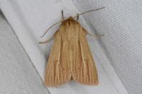 Mythimna impura