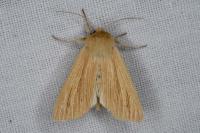 Mythimna pallens