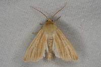 Mythimna pallens