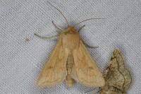 Mythimna vitellina