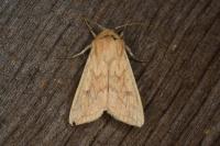 Mythimna vitellina