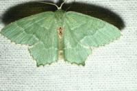 Hemithea aestivaria