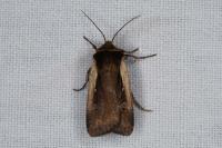 Ochropleura plecta