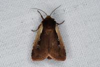 Ochropleura plecta