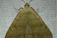 Herminia tarsicrinalis