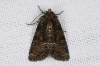 Oligia