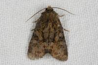 Oligia