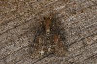 Oligia
