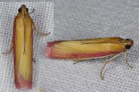 Oncocera semirubella