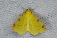 Opisthograptis luteolata