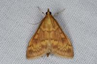 Ostrinia nubilalis
