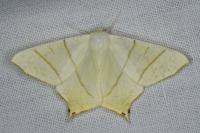 Ourapteryx sambucaria