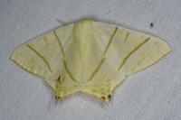 Ourapteryx sambucaria