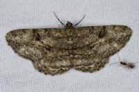 Peribatodes rhomboidaria rhomboidaria
