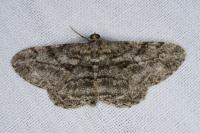 Peribatodes rhomboidaria rhomboidaria