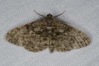 Peribatodes rhomboidaria rhomboidaria