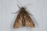 Peridroma saucia