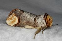 Phalera bucephala