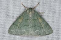Pseudoterpna pruinata
