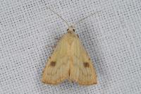 Rivula sericealis