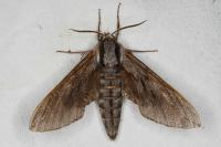 Hyloicus pinastri/maurorum