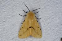 Spilarctia lutea