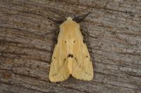 Spilarctia lutea
