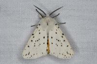 Spilosoma lubricipeda