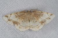 Stegania trimaculata