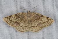 Stegania trimaculata