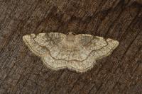 Stegania trimaculata