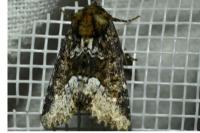 Oligia strigilis/versicolor
