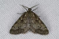 Tephronia sepiaria
