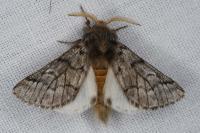 Thaumetopoea pityocampa