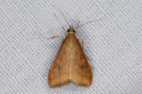 Udea ferrugalis