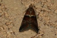 Acrobasis repandana
