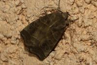 Ipimorpha retusa