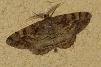 Alcis repandata