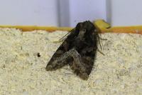 Oligia strigilis/versicolor