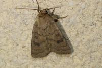Hoplodrina octogenaria/alsinides