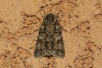 Acronicta auricoma