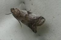 Acrobasis glaucella/fallouella