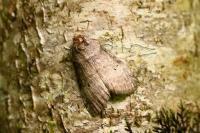 Ochropacha duplaris