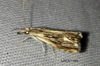 Catoptria verellus