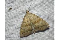 Herminia tarsicrinalis