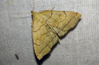 Herminia tarsipennalis