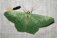 Hemithea aestivaria
