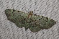 Pasiphila rectangulata