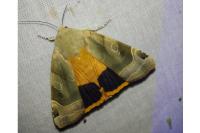 Noctua fimbriata
