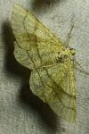 Adactylotis contaminaria